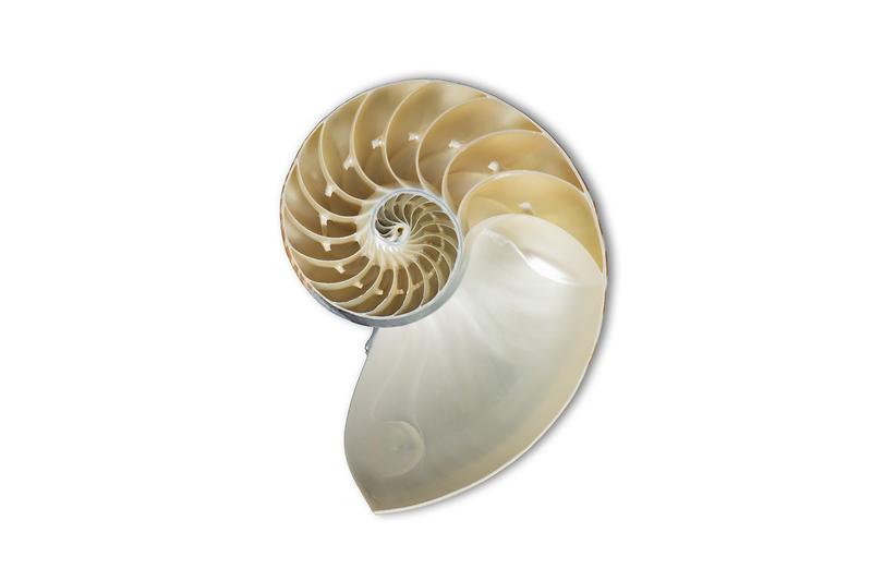 앵무조개.jpg 이미지