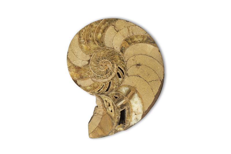 앵무조개_화석.jpg 이미지