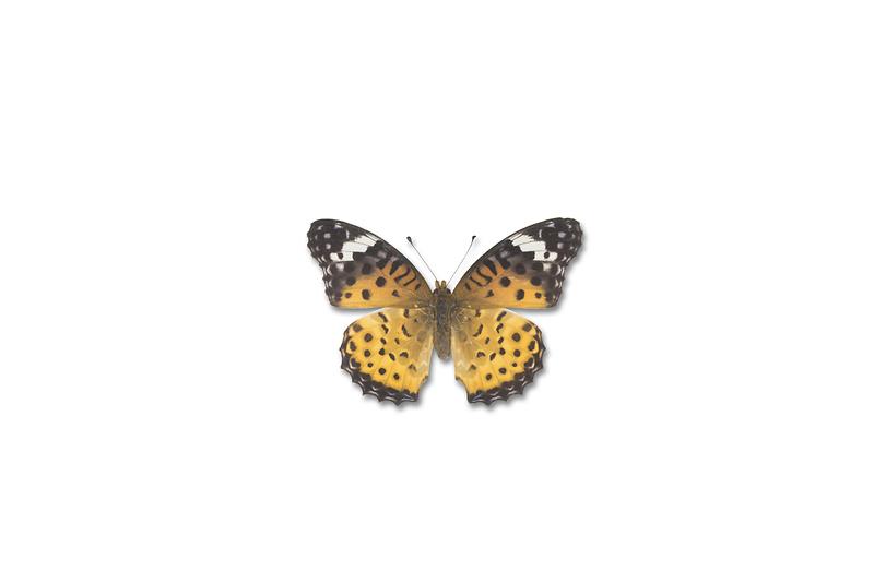 암끝검은표범나비.jpg 이미지