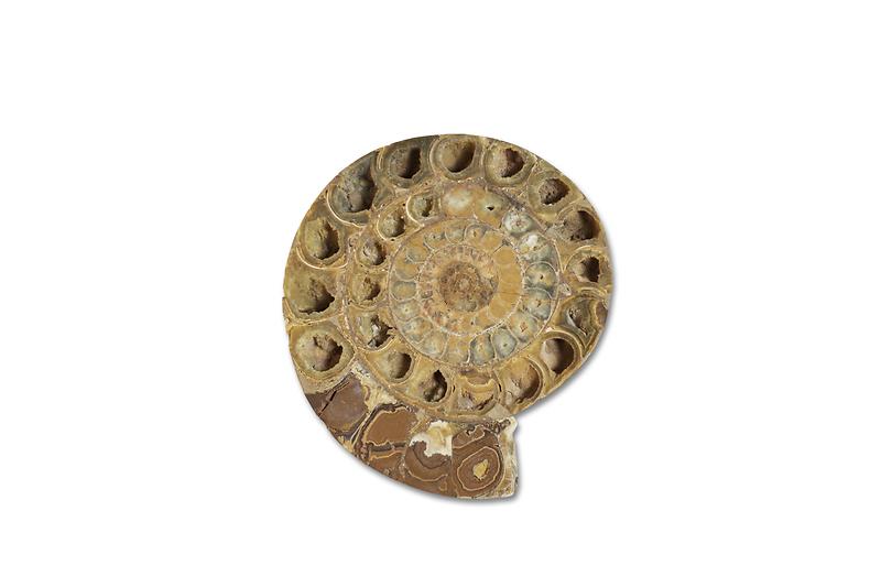 암모나이트.jpg 이미지