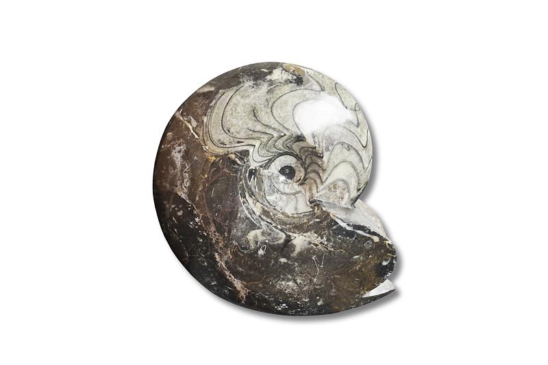 암모나이트1.jpg 이미지