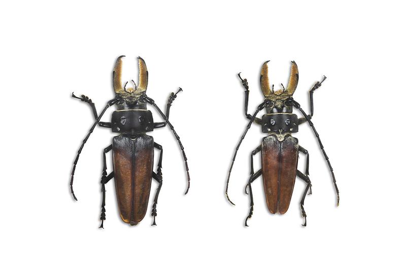 바바투스장수하늘소.jpg 이미지