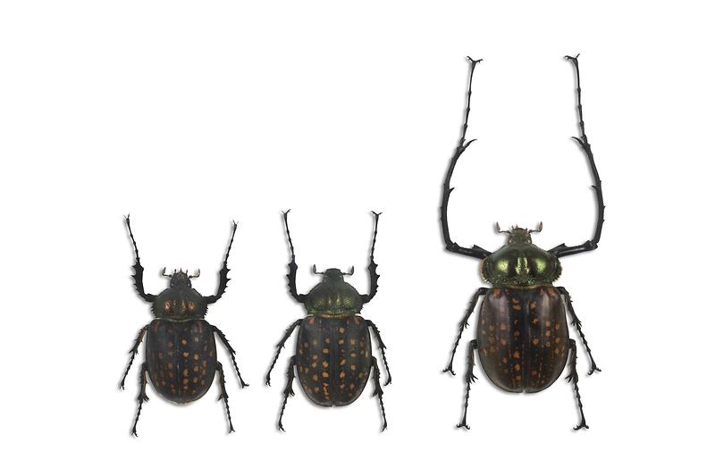 바타렐리앞장다리풍뎅이.jpg 이미지