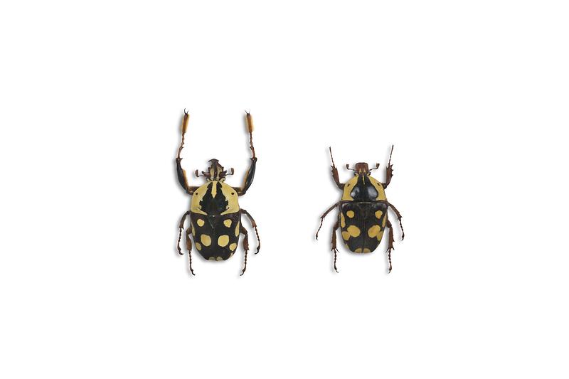 버케이꽃무지.jpg 이미지