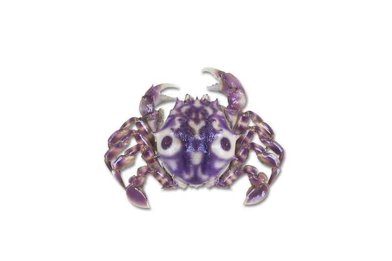 범게.jpg 이미지