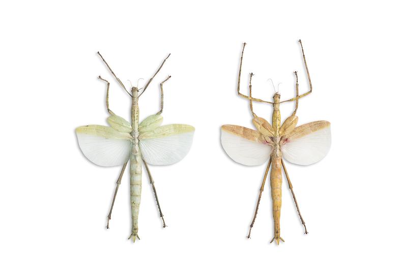 버시루브라왕대벌레.jpg 이미지