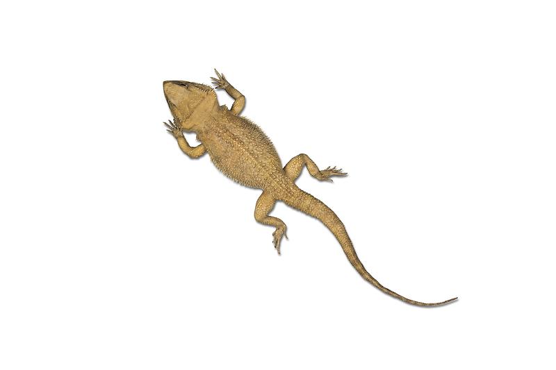 비어디드래곤.jpg 이미지