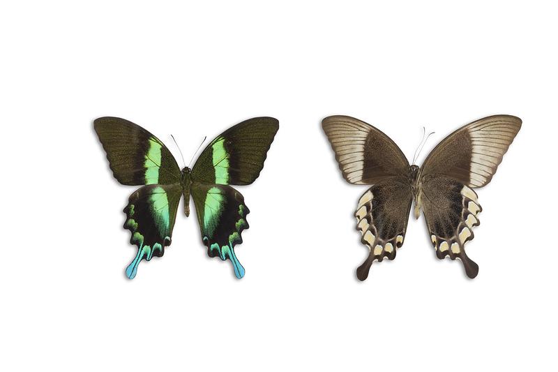 블루메이산제비나비.jpg 이미지