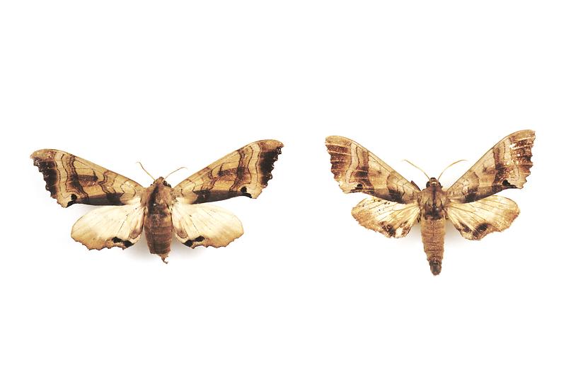 분홍등줄박각시.jpg 이미지