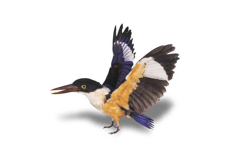 청호반새.jpg 이미지