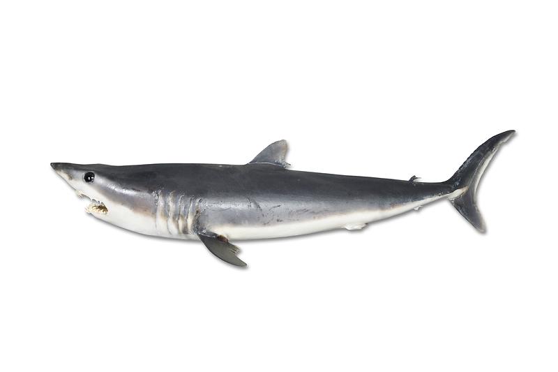 청상아리.jpg 이미지