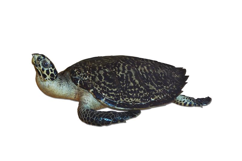 대모바다거북.jpg 이미지