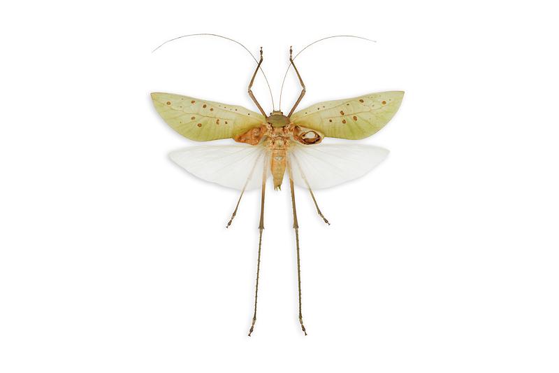 대왕여치.jpg 이미지