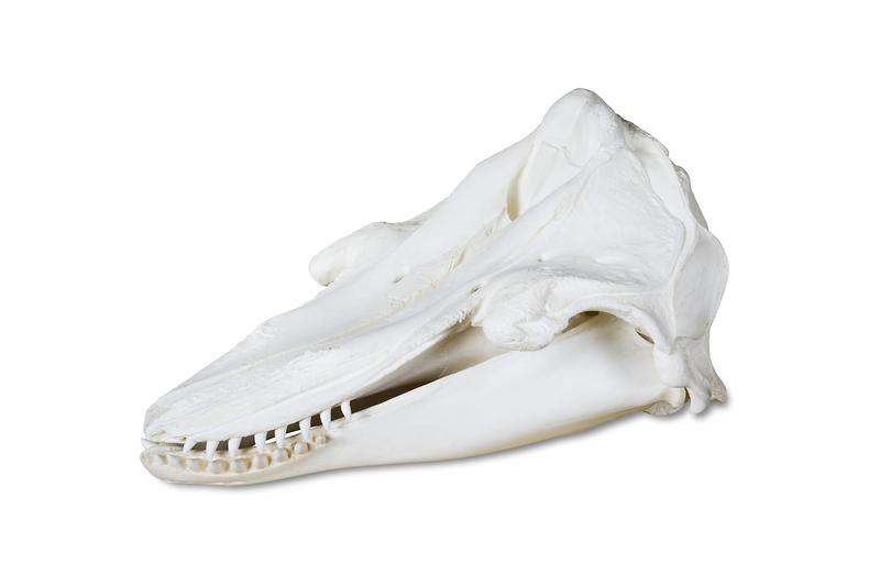 들쇠고래_두개골.jpg 이미지