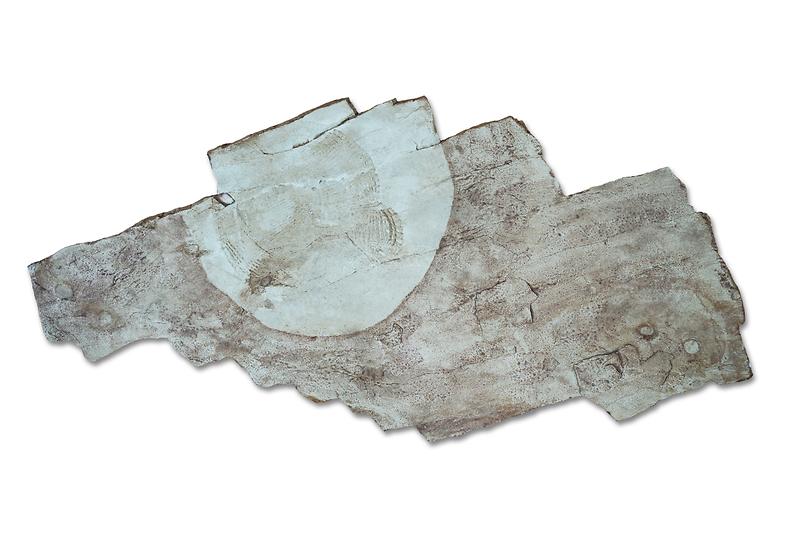 디킨소니아코스타타,_파르반코리나_민차미.jpg 이미지