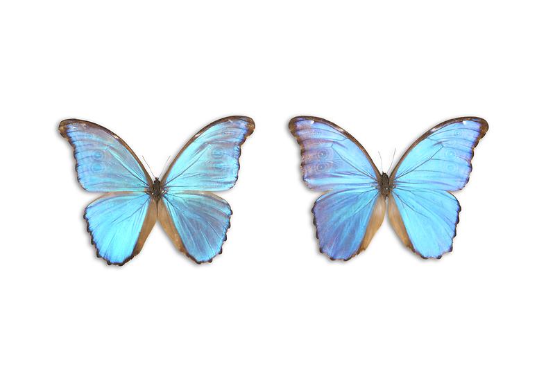 디디우스물포나비.jpg 이미지