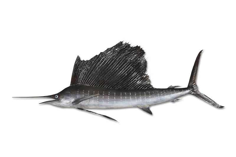 돛새치.jpg 이미지