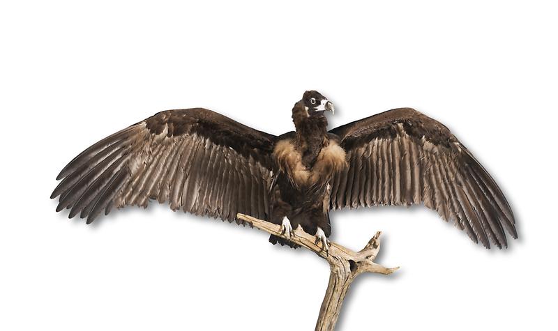 독수리.jpg 이미지