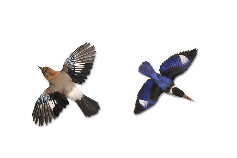 어치,_청호반새.jpg 이미지