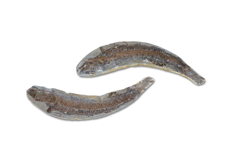 어류화석.jpg 이미지