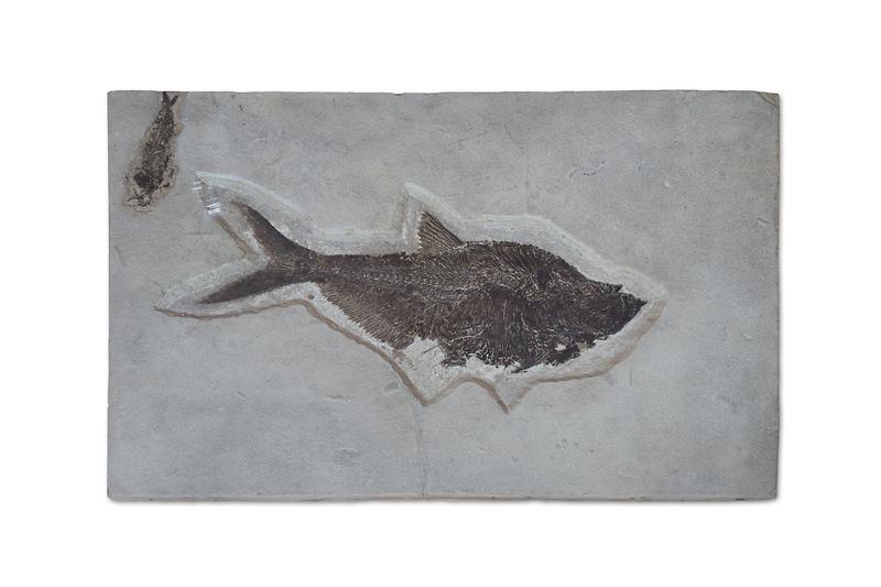 어류화석.jpg 이미지