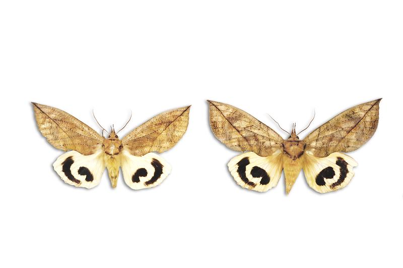 으름밤나방.jpg 이미지