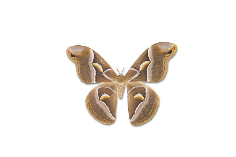 가중나무고치나방.jpg 이미지