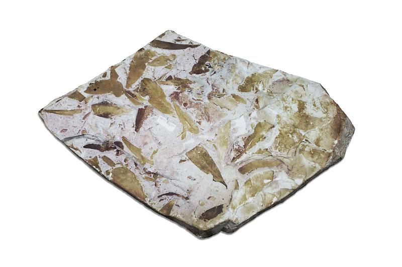 글로소프테리스.jpg 이미지