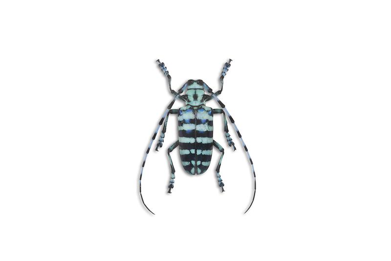 그라피알락하늘소.jpg 이미지