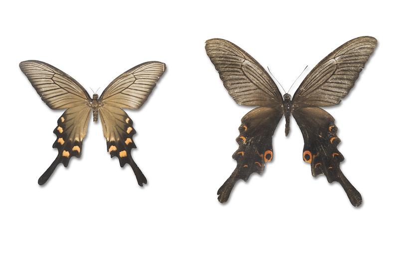 긴꼬리제비나비.jpg 이미지