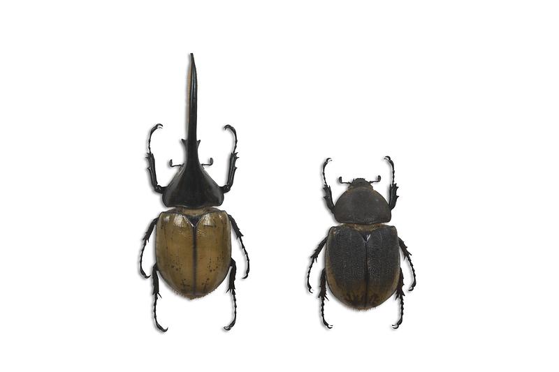 헤라클래스장수풍뎅이.jpg 이미지