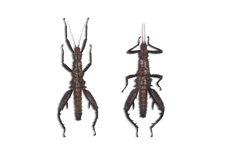 호리다도깨비대벌레.jpg 이미지