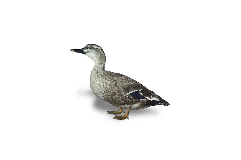 흰뺨검둥오리.jpg 이미지