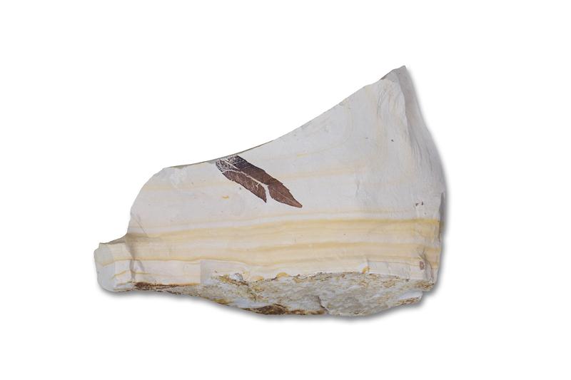 화석이_관찰되는_이암.jpg 이미지