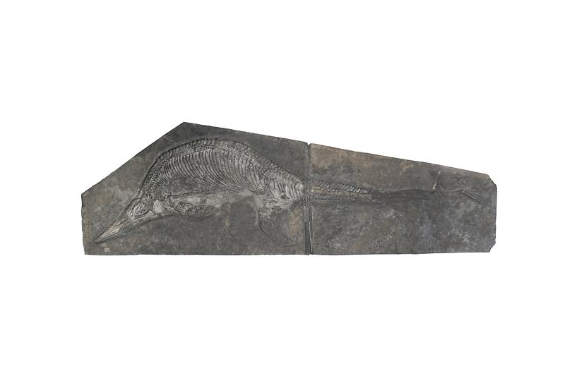 이크티오사우루스.jpg 이미지