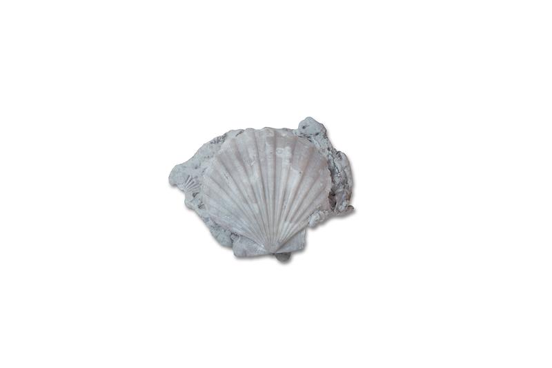 이매패화석.jpg 이미지