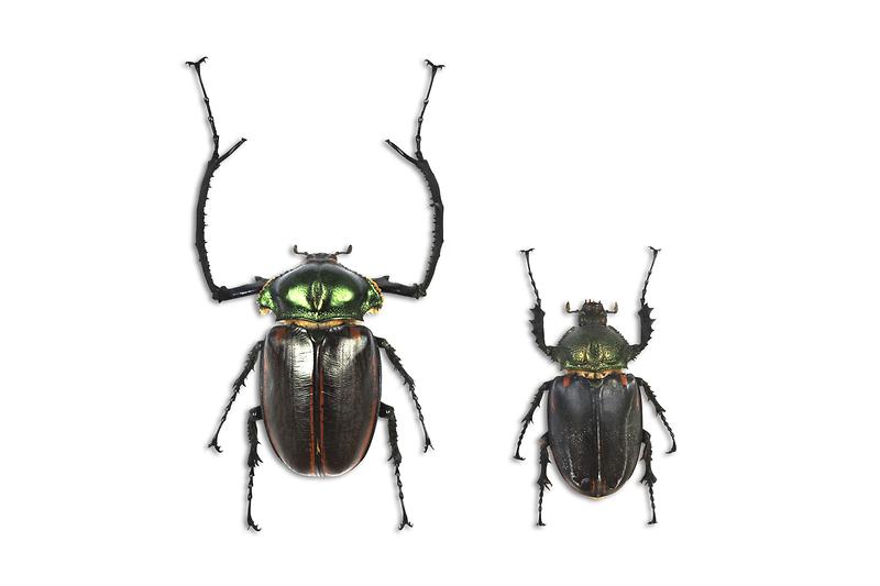 잔소니앞장다리풍뎅이.jpg 이미지