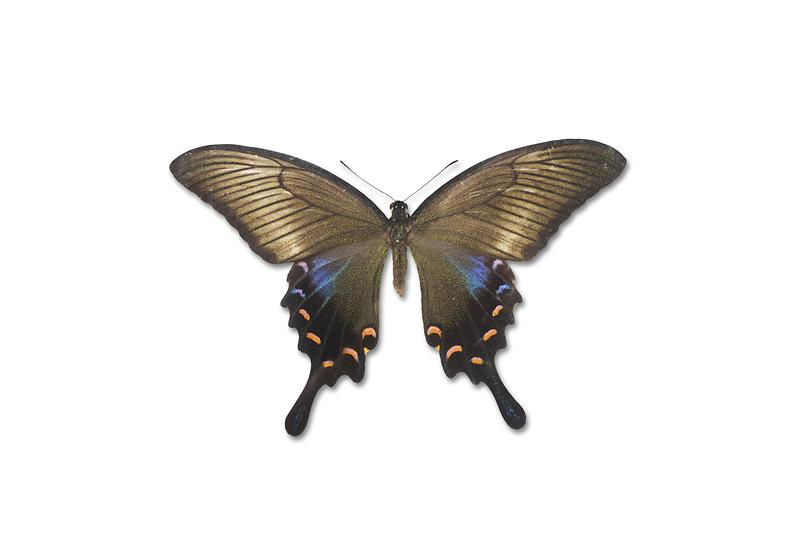 제비나비.jpg 이미지