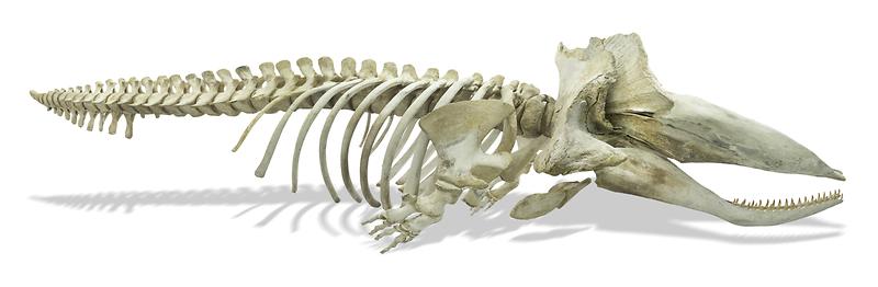 제목_없음_파노라마5(축소)1.jpg 이미지