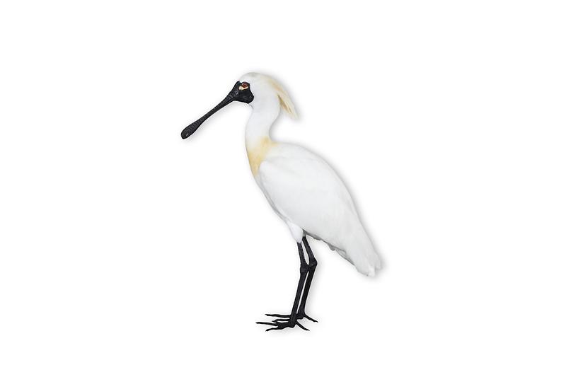 저어새.jpg 이미지