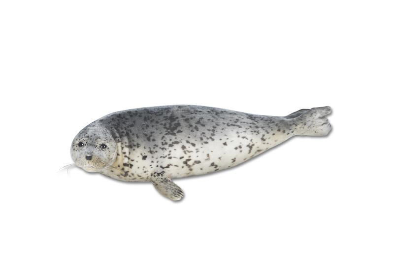 점박이물범.jpg 이미지