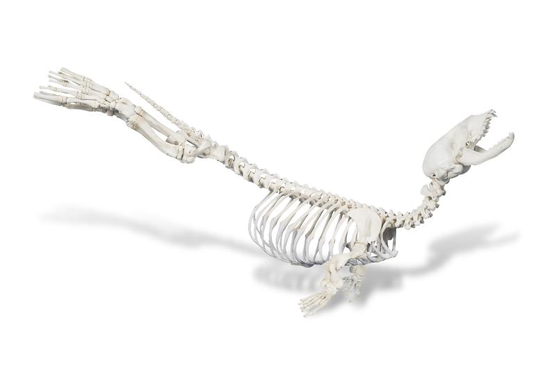 점박이물범_골격.jpg 이미지