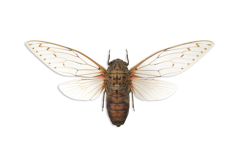 제왕매미.jpg 이미지