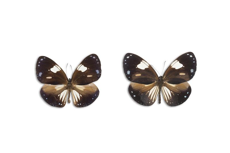 까마귀나비.jpg 이미지