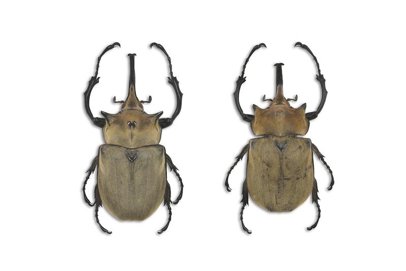 코끼리장수풍뎅이.jpg 이미지