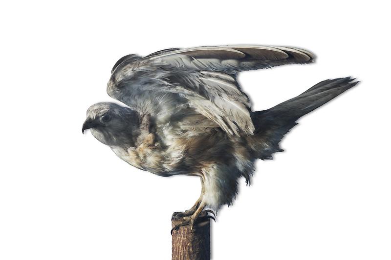 말똥가리.jpg 이미지