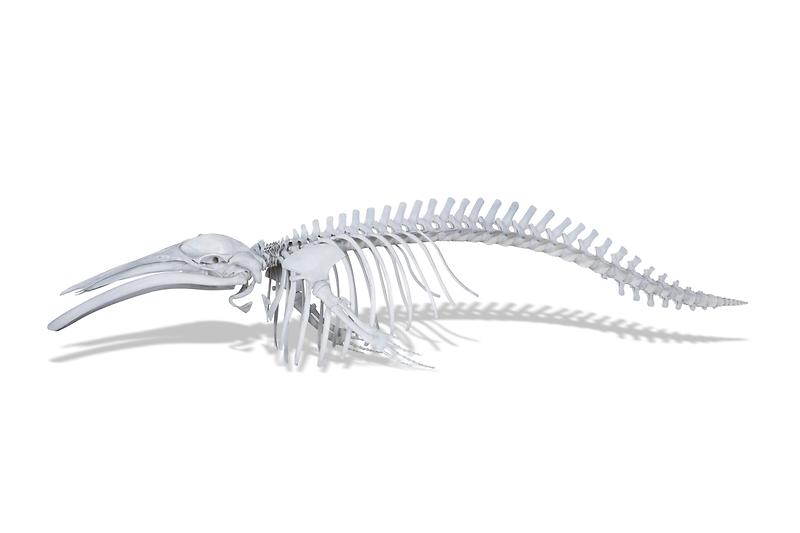 밍크고래.jpg 이미지