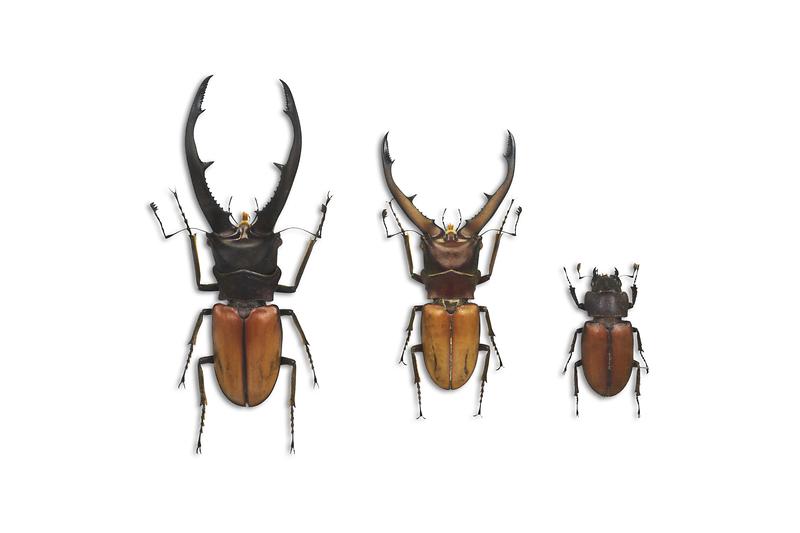 몬타넬루스사슴벌레.jpg 이미지