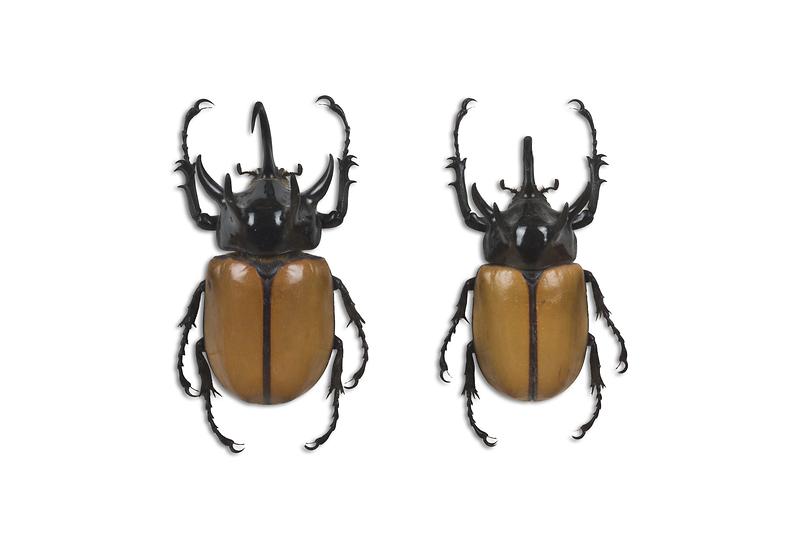 오각뿔장수풍뎅이.jpg 이미지