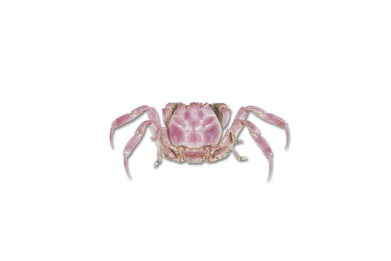 옴조개치레.jpg 이미지